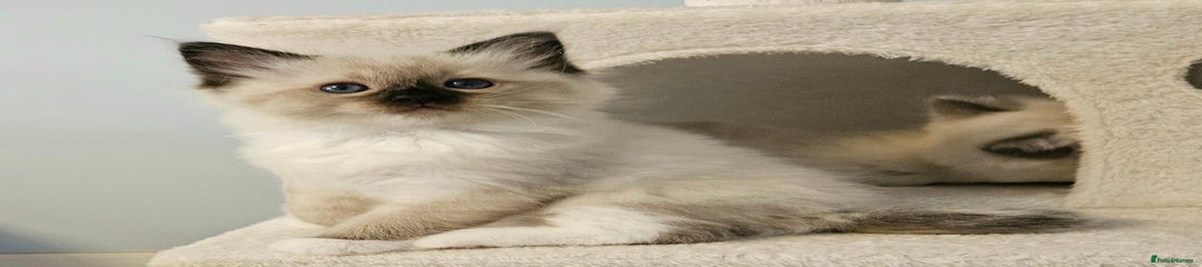Ragdoll Kitten 3