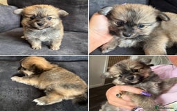 Pomchi dogs for sale: Ready to go 16/07/25  OPEN TO OFFERS - Image 3