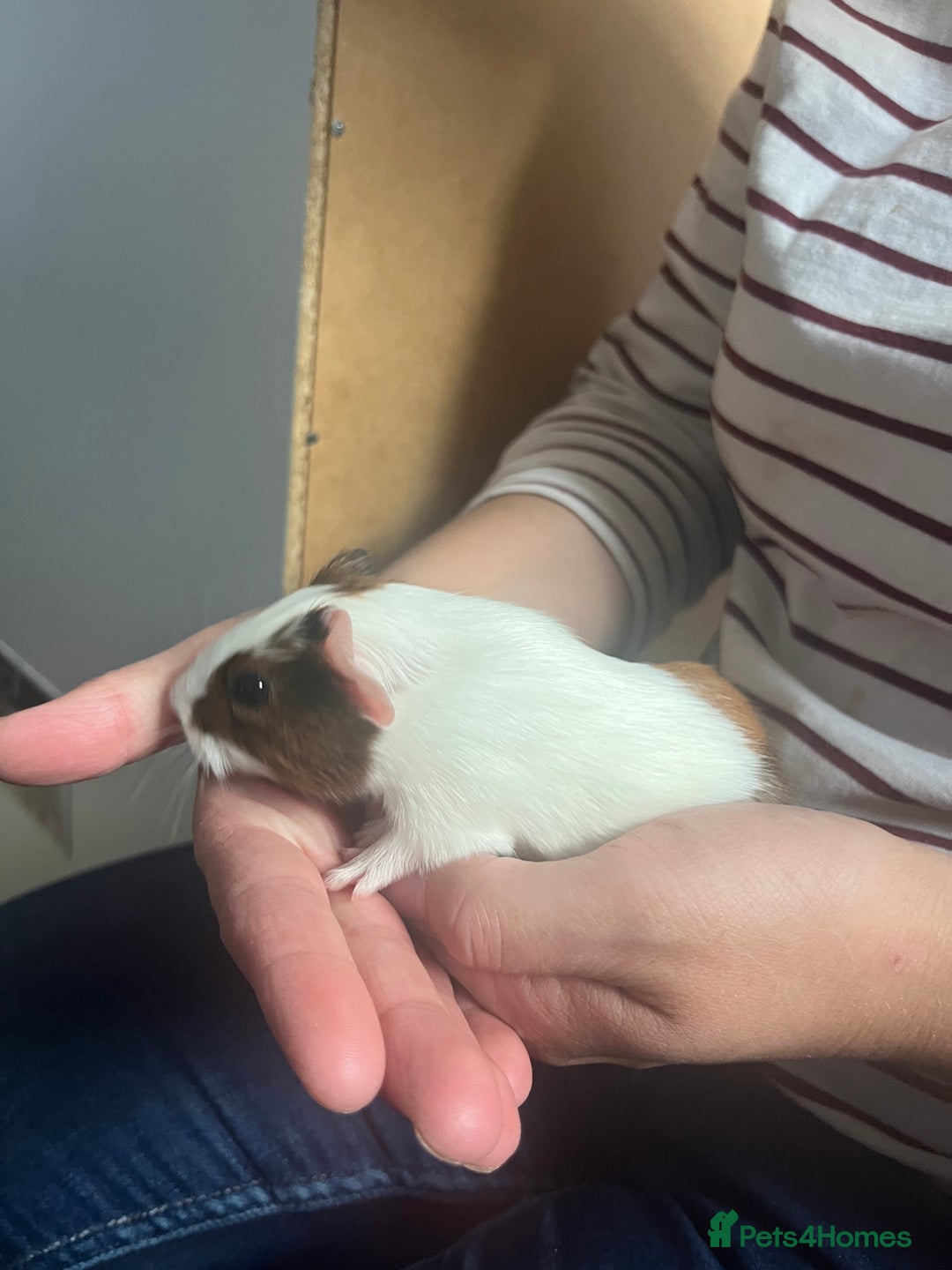 Guinea Pig rodents for sale: Female Guniea pig 2x - Image 3