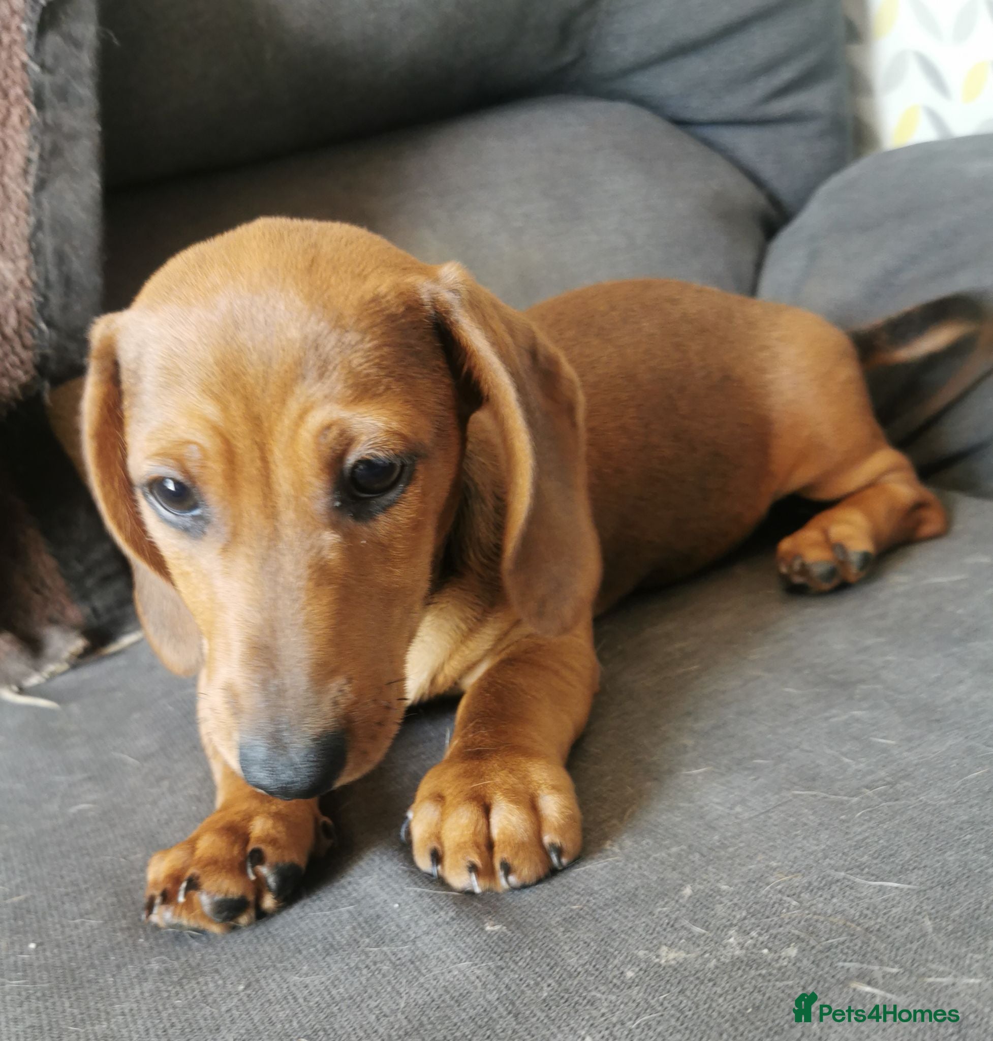 Dachshund dogs  Unusual Playful miniature Dachshound pups  - Advert 2
