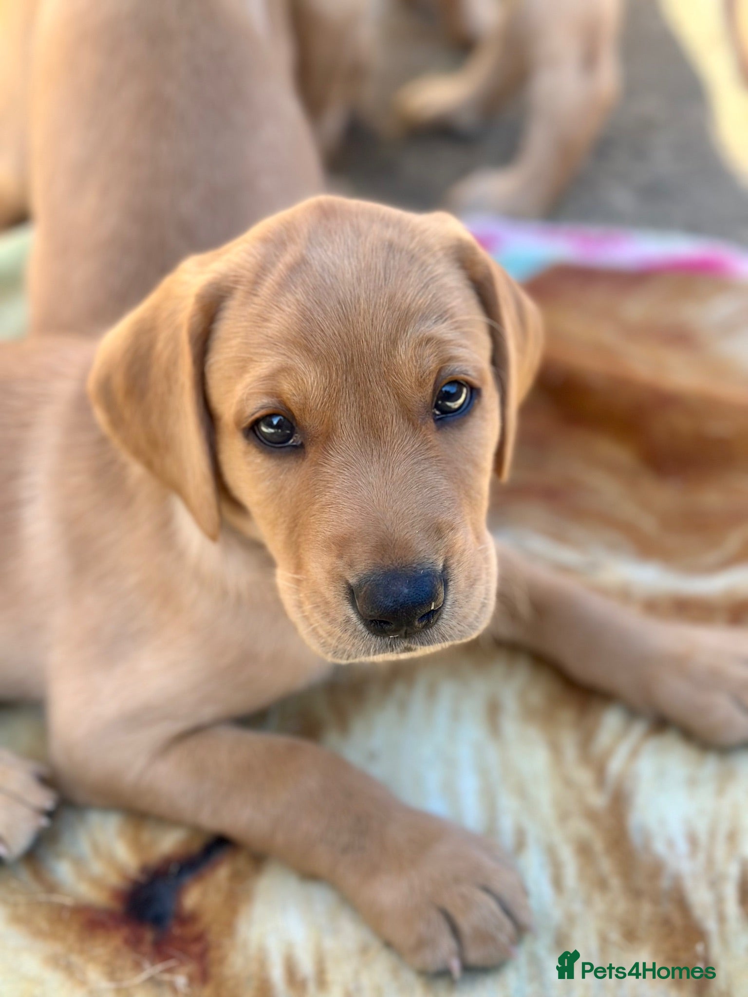 Goldador dogs **Stunning Goldador** puppies full health checks - Advert 2