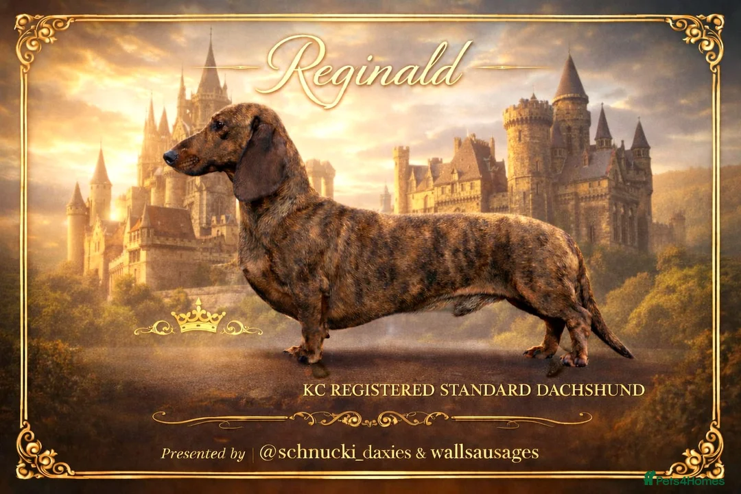 Dachshund dogs for stud: Outstanding Brindle Standard Dachshund  - Advert 1