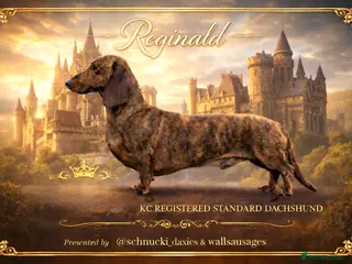 Dachshund dogs Outstanding Brindle Standard Dachshund - Advert 8