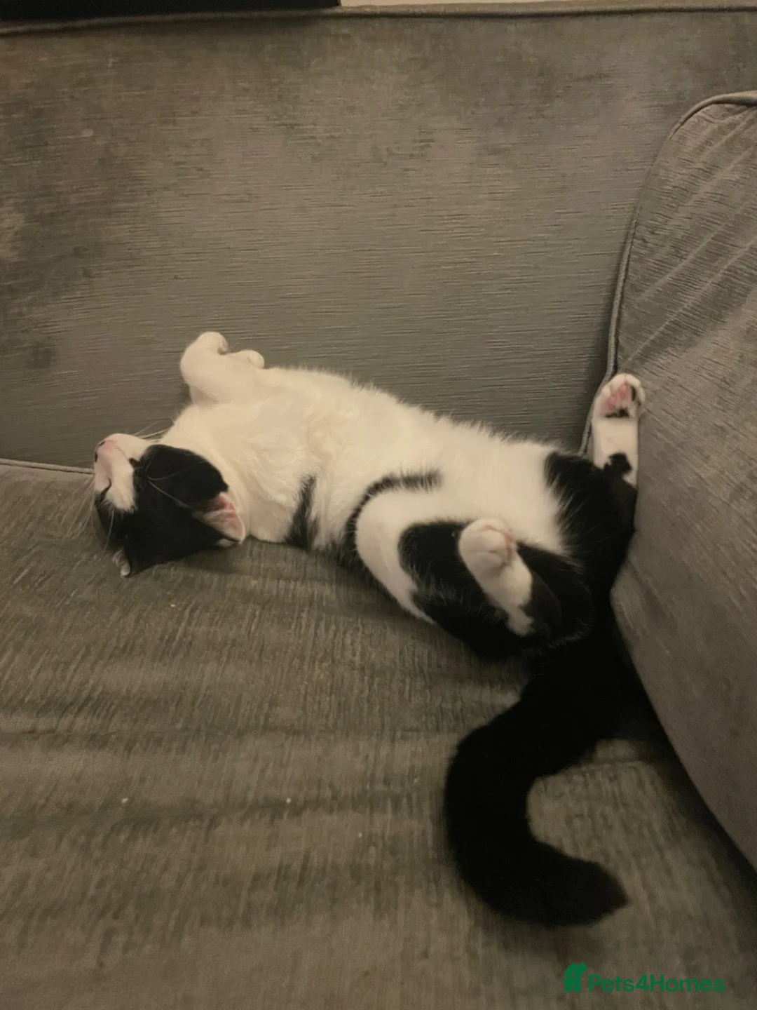 Mixed Breed cats for sale: Friendly family female cat - Pepper - Advert 2