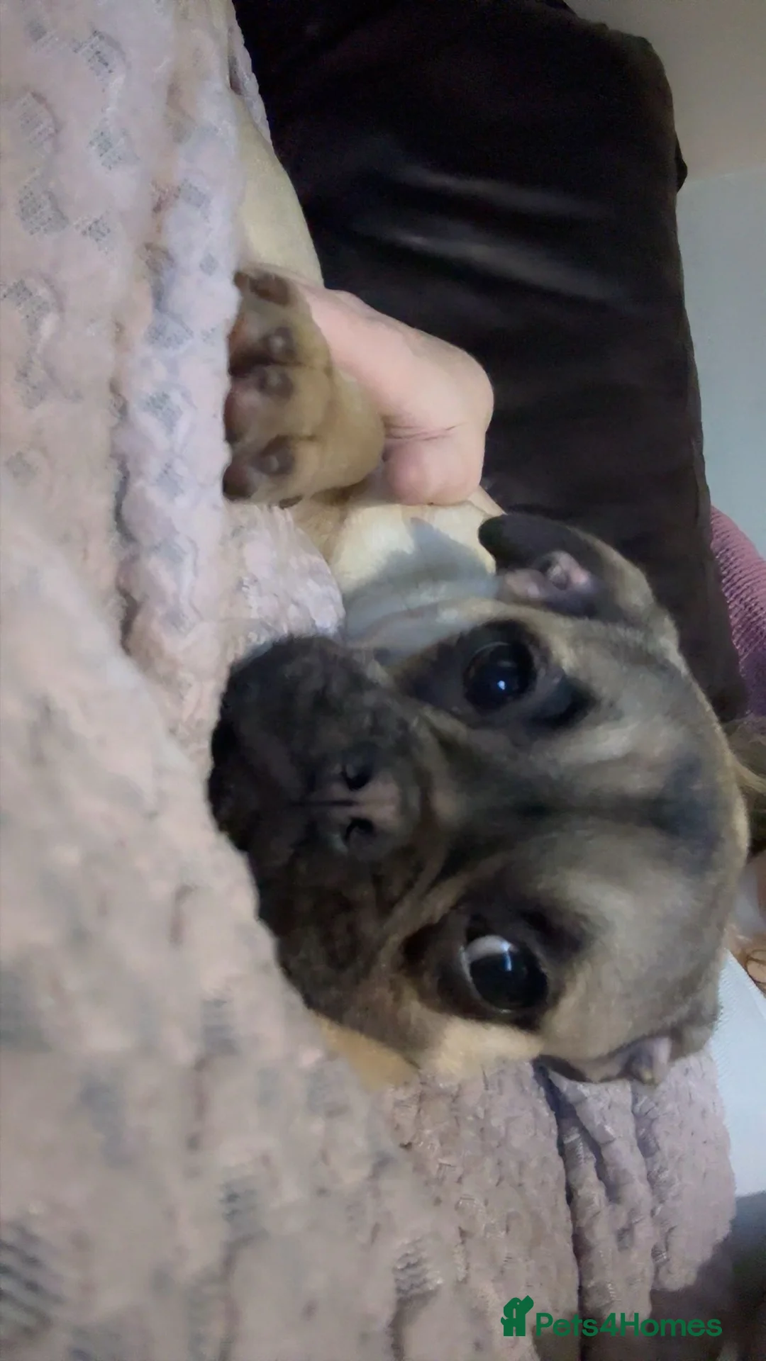 Frug dogs for sale: Male and female frug puppies  - Advert 4