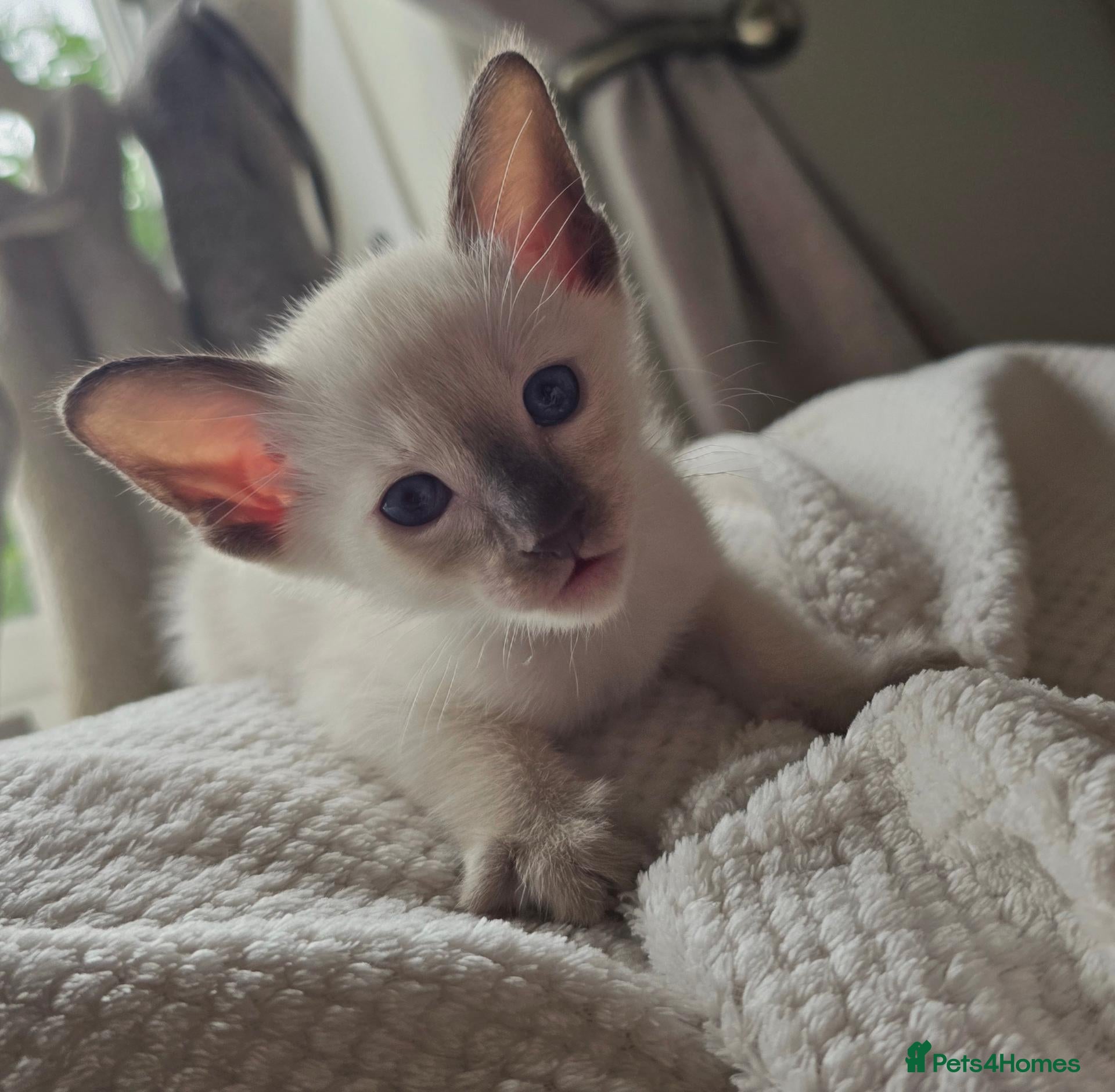 Siamese cats 🐾 Sweet siamese little boy 🐾  - Advert 9