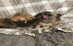 Chorkie dogs for sale: Yorkshire terrier x Chihuahua puppy’s  - Image 6