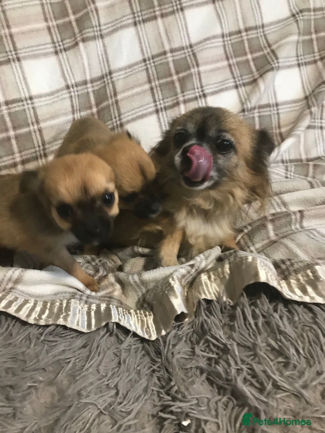 Chorkie dogs for sale: Yorkshire terrier x Chihuahua puppy’s  - Image 6