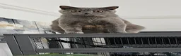British Shorthair cats for sale: Beautiful and special British shorthair  - Advert 3