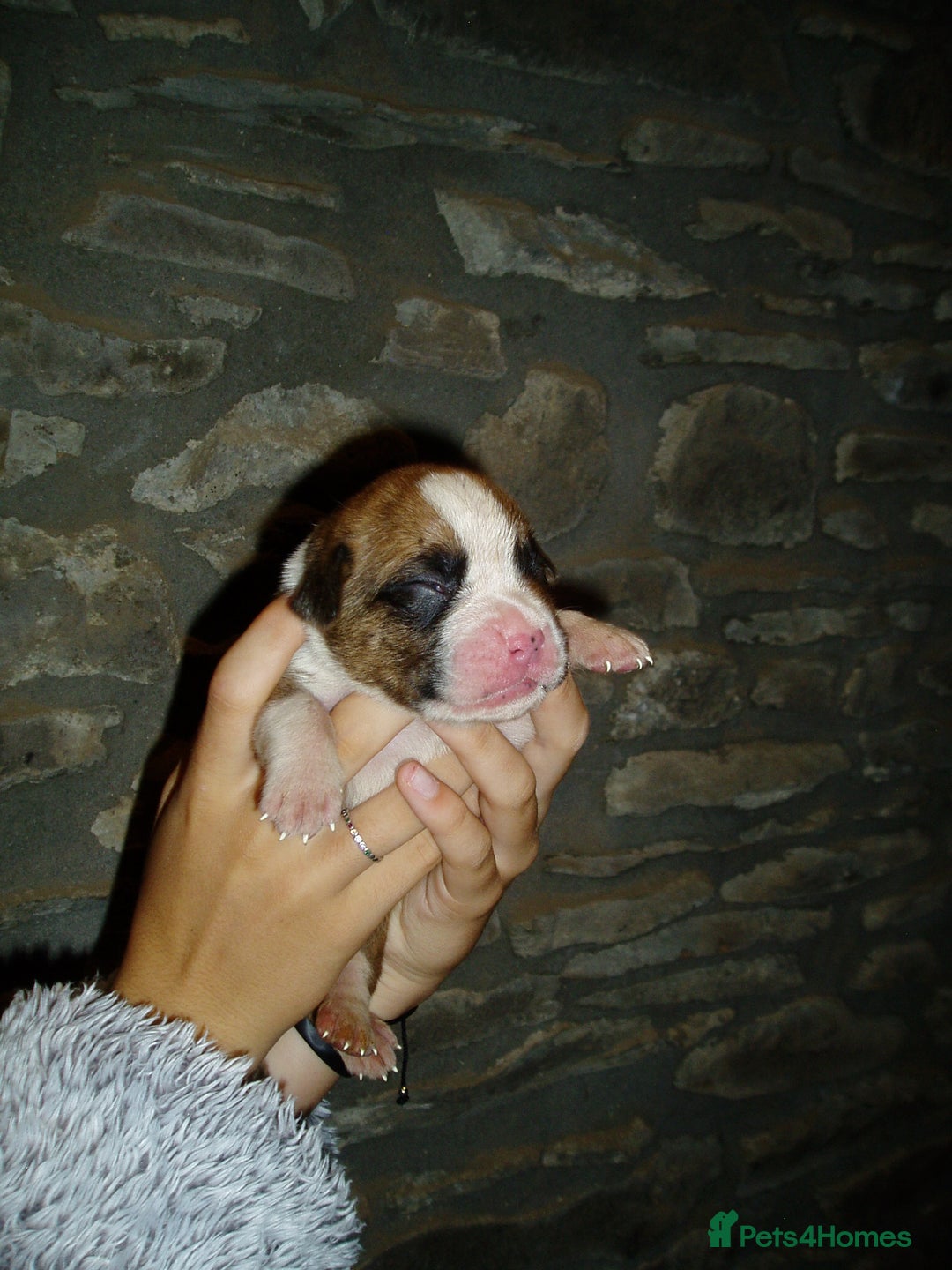 Boxer dogs for sale: Health Tested COI 1.5% KC Registered - Image 14