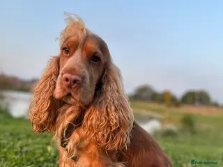 Cocker Spaniel dogs KC chocolate Sable Show Cocker at Stud in Bournemouth - Advert 14