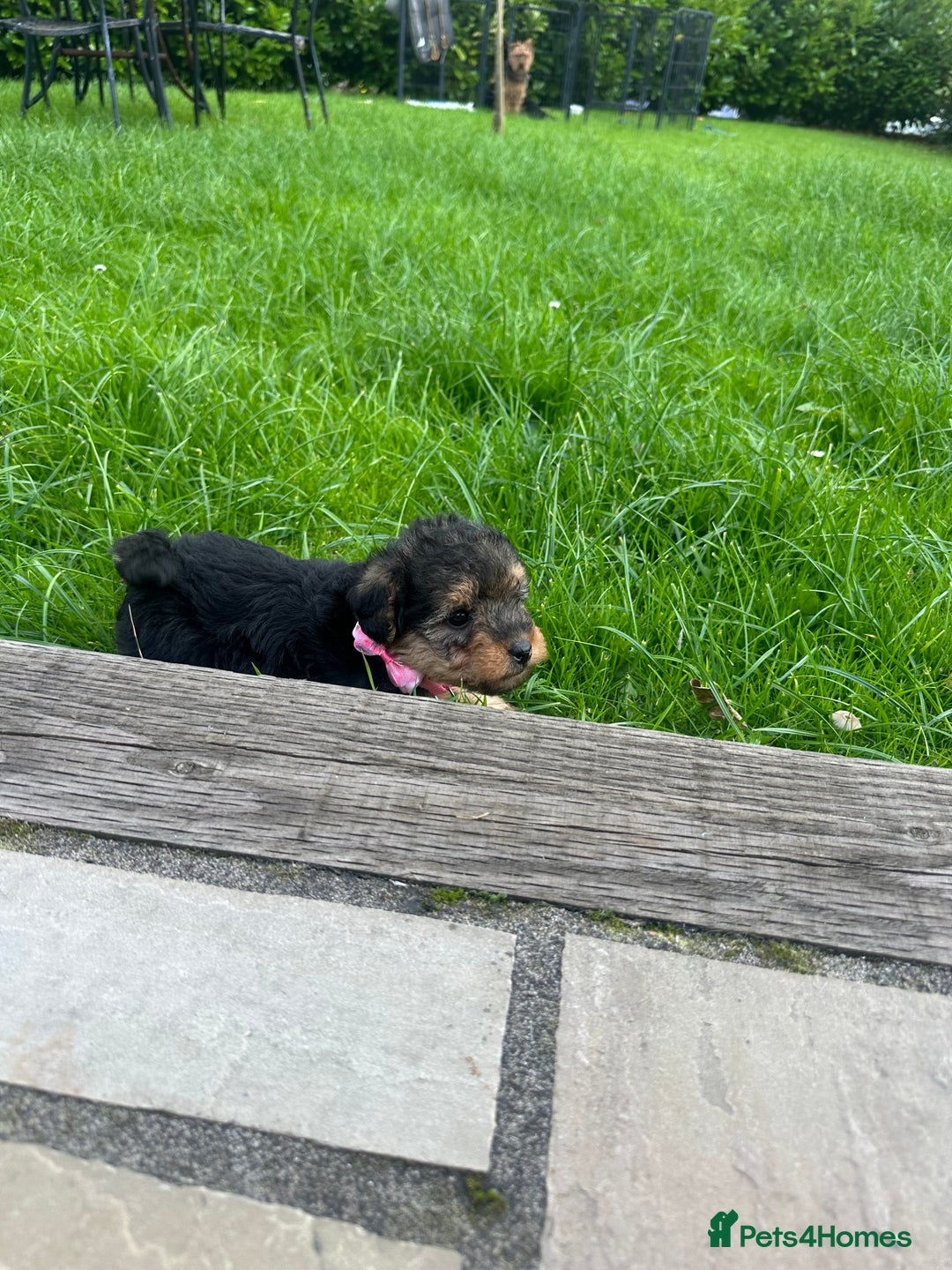 Mixed Breed dogs for sale: Welsh Terrier x Cavapoo (Teddy Bears 🧸 ) - Image 13