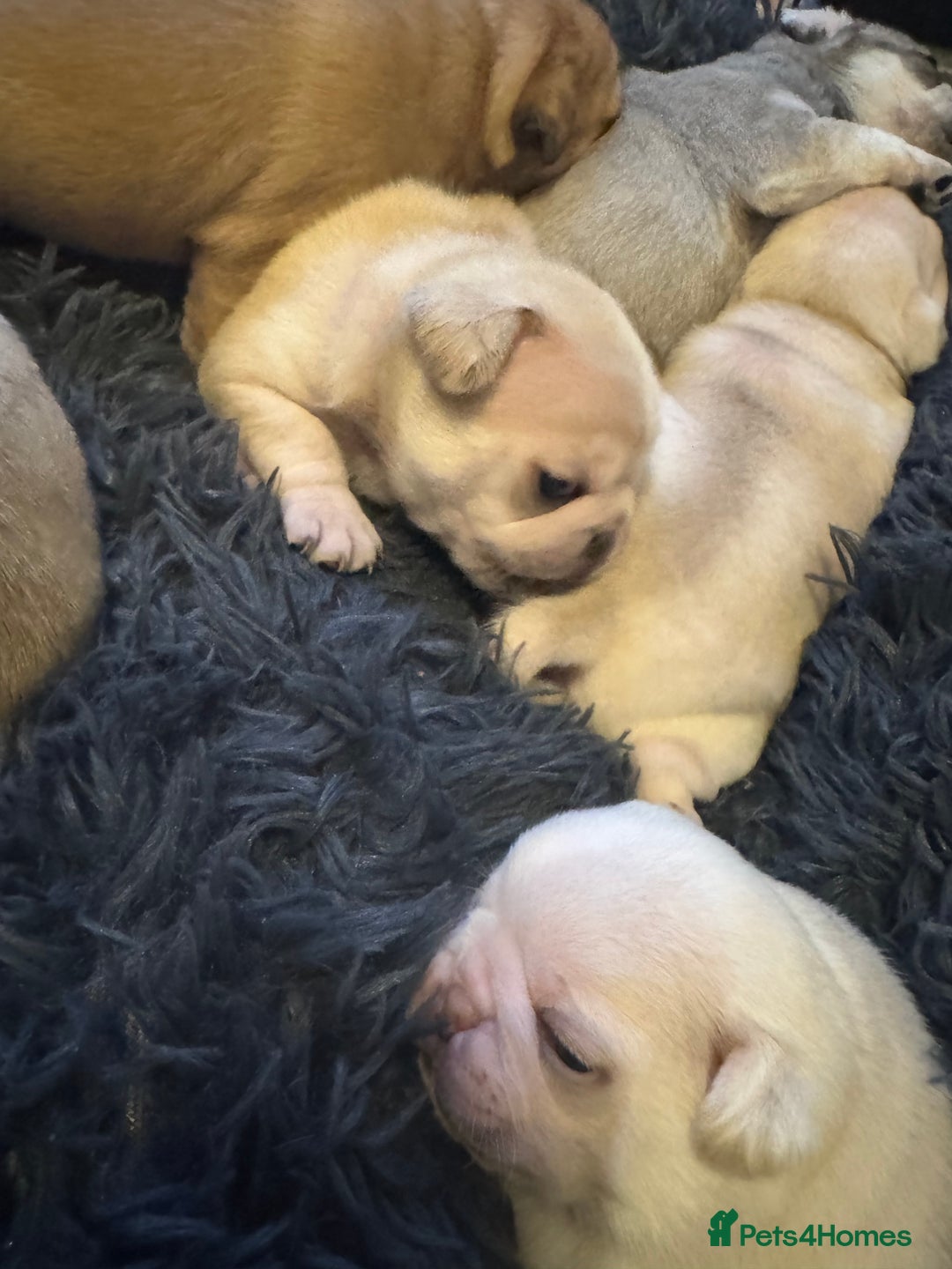 Pug dogs for sale: Beautiful Pug Puppies Male Female - Image 17