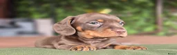 Miniature Dachshund dogs for sale: 1 little choc and tan girl ready to go now  - Advert 10