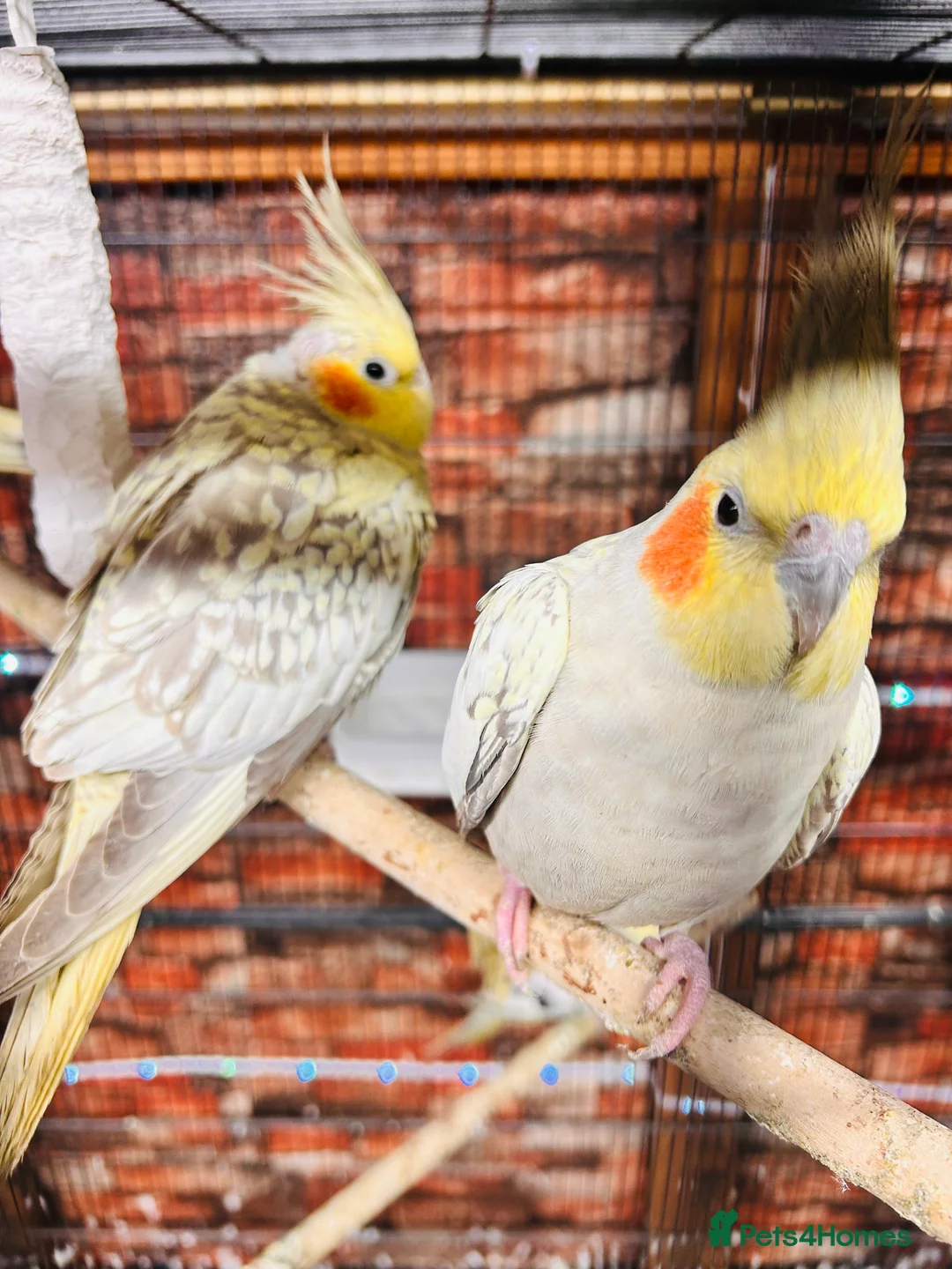 Cockatiels birds for sale: Various cockateils for sale  - Advert 2