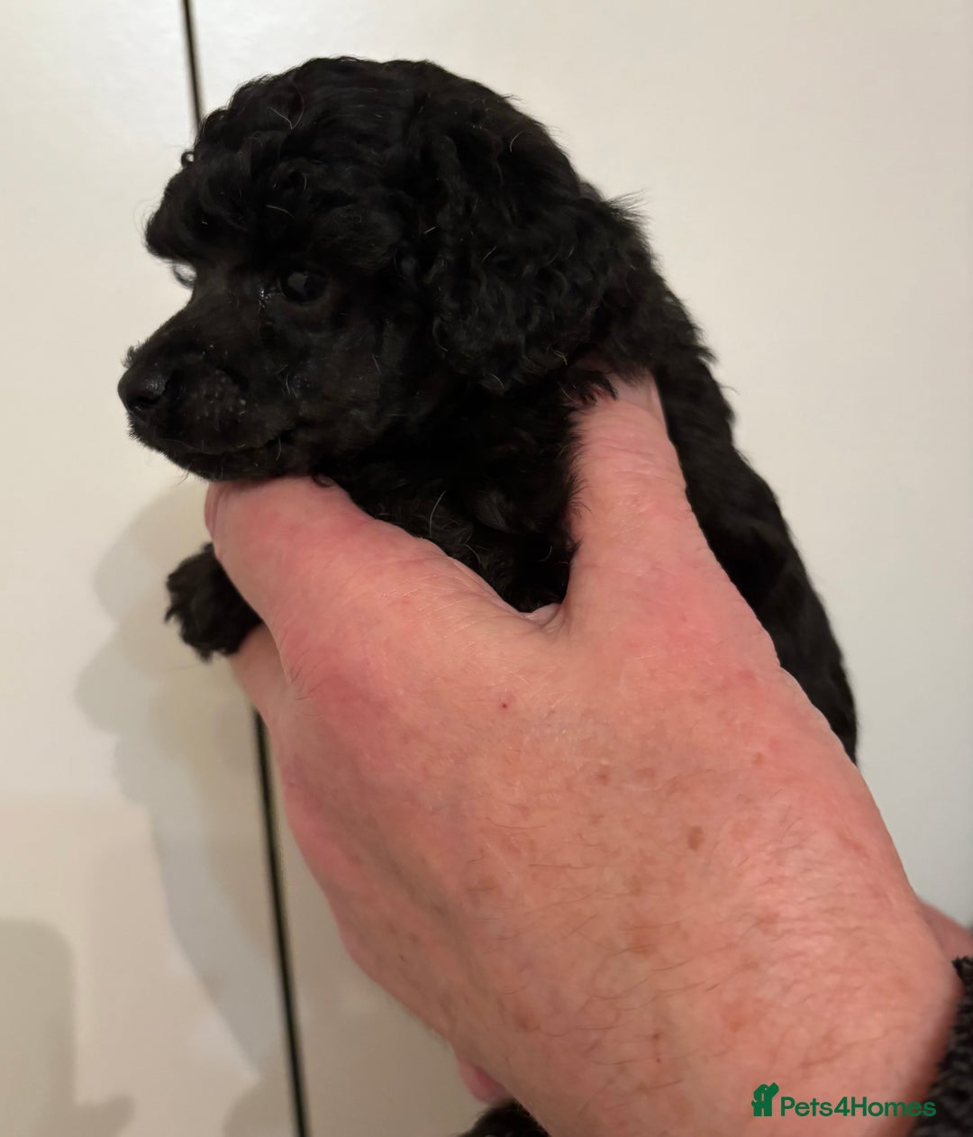 Toy Poodle dogs for sale: Beautiful KC Registered Toy Poodle Puppies - Advert 4