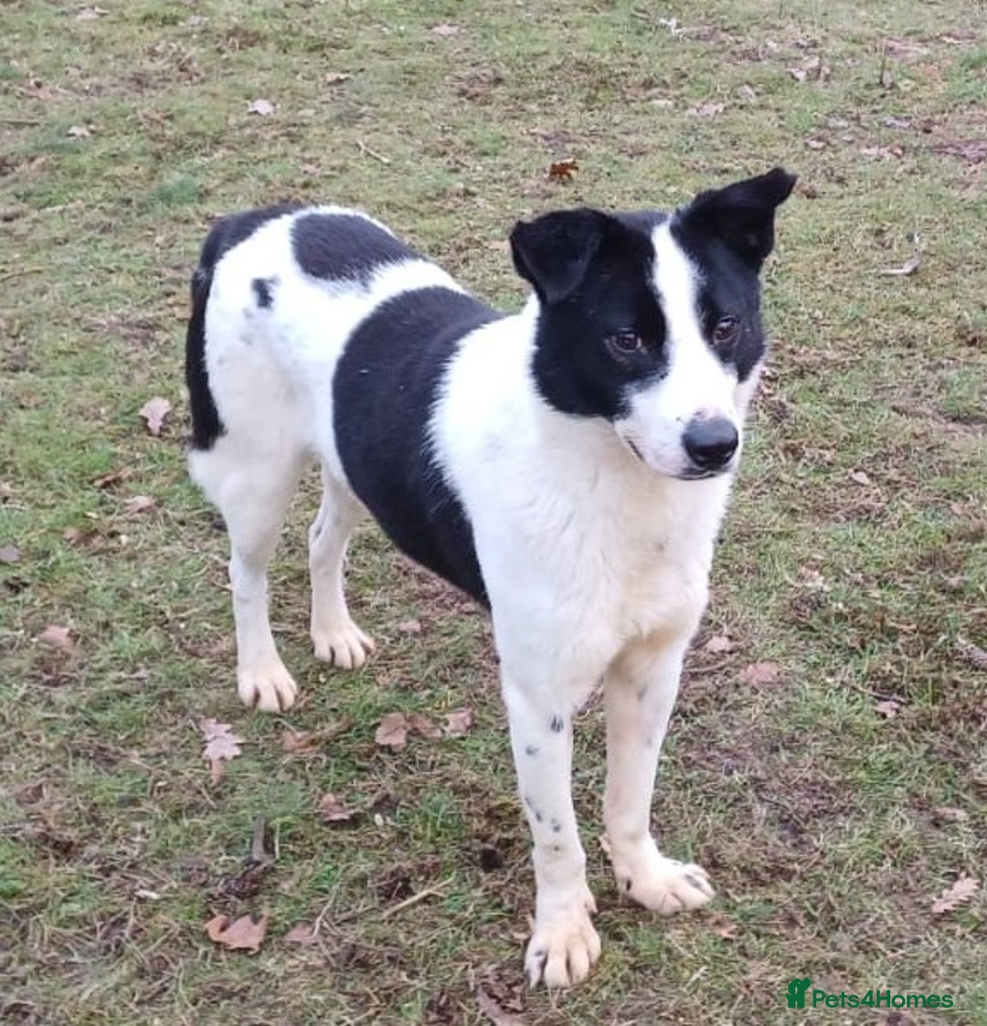 Mixed Breed dogs for adoption: 🐾 Meet MARLEY 🐾 - a Lovely Boy for a Loving Home - Advert 17