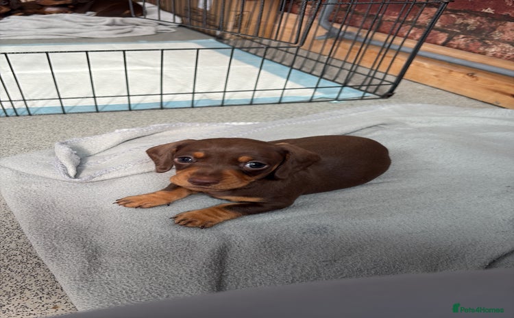 Miniature Dachshund dogs - Advert 14