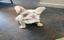 French Bulldog dogs for sale: 3 French bulldog puppies  - Image 2