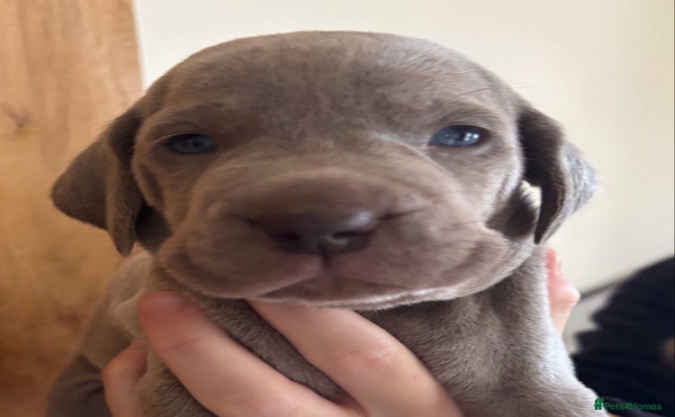 Weimaraner dogs - Advert 1
