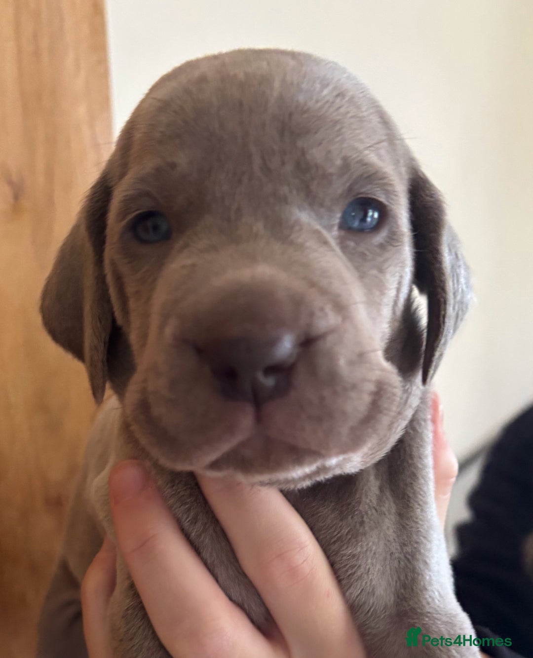 Weimaraner dogs for sale: Stunning Weimareners - Image 1