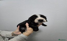 Cocker Spaniel dogs for sale: Stunning working cocker spaniel pups  - Advert 8
