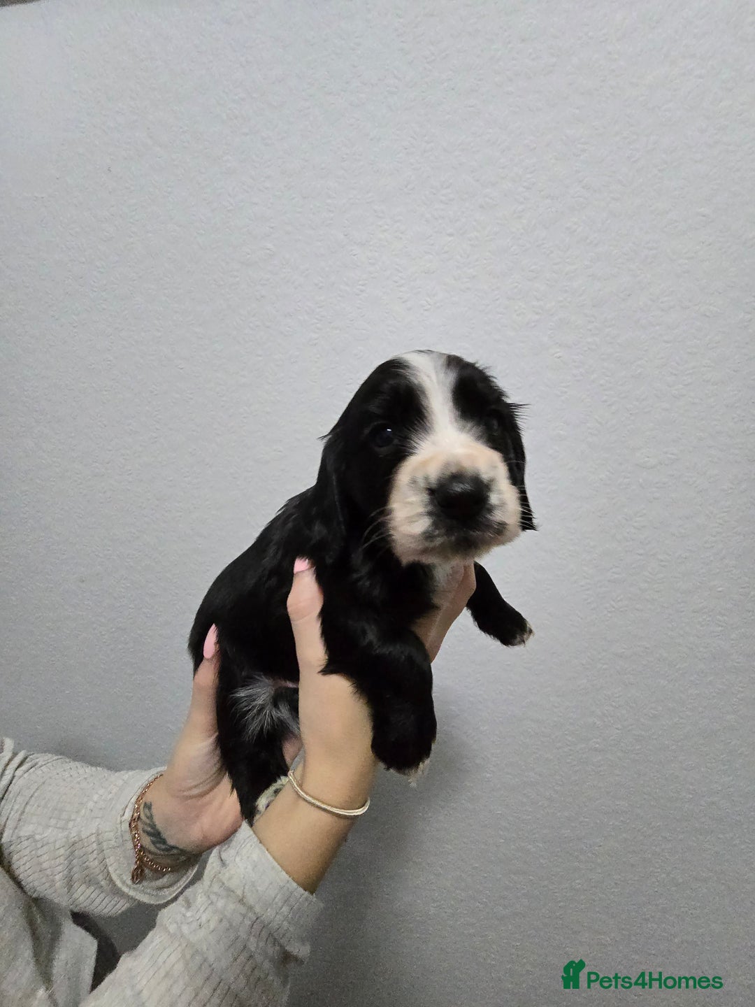 Cocker Spaniel dogs for sale: Stunning working cocker spaniel pups  - Advert 8