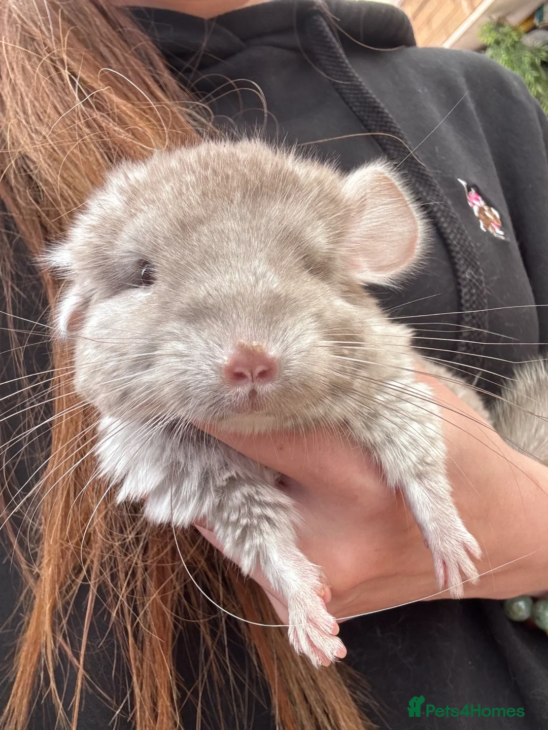 Chinchilla rodents for sale: Light beige baby chinchilla girl in Poole - Advert 1