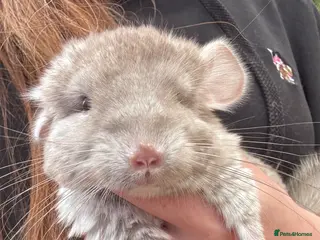 Chinchilla rodents Light beige baby chinchilla girl - Advert 2