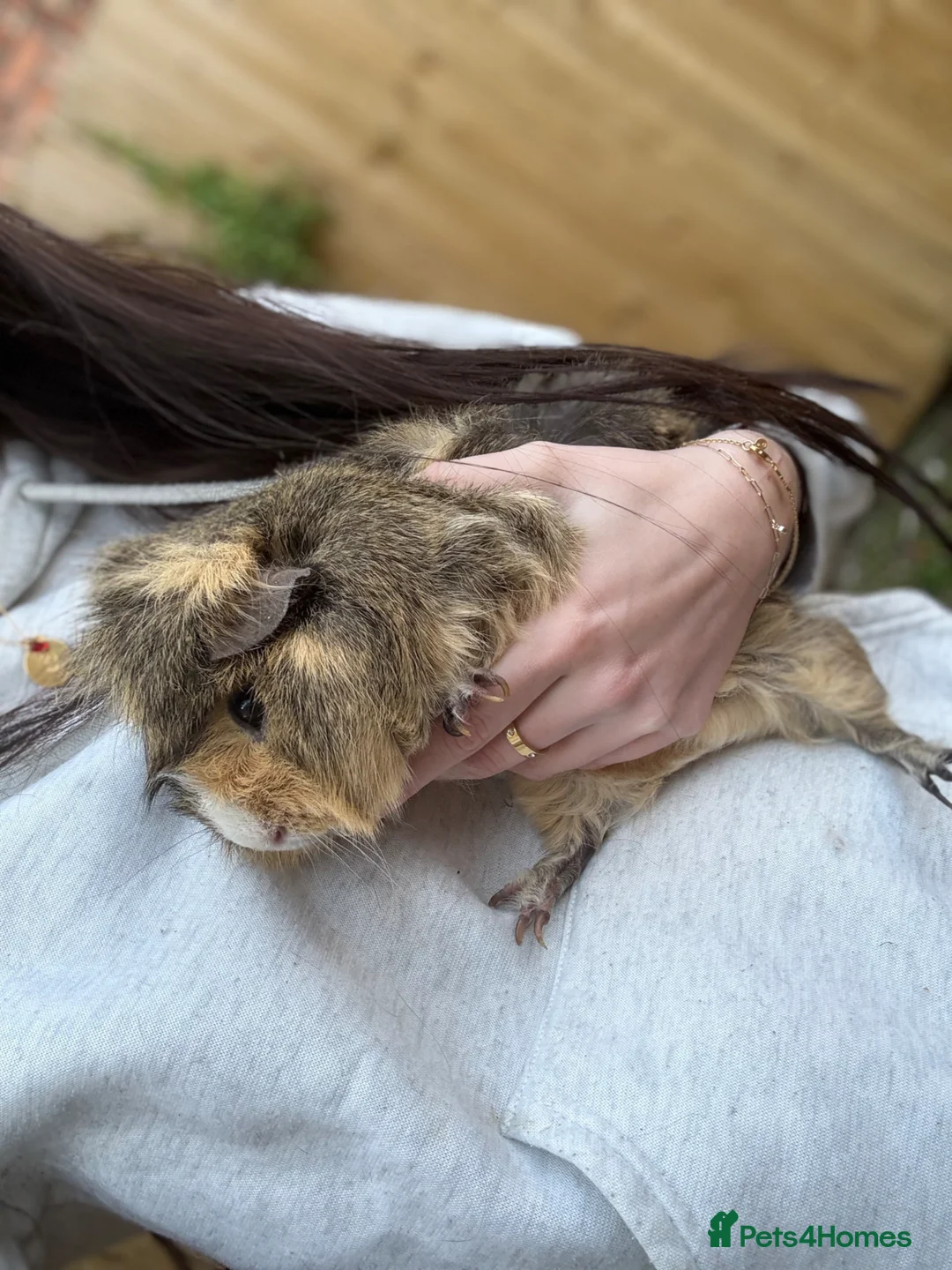 Guinea Pig rodents for sale: Boo male pig - Advert 2