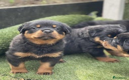 Rottweiler dogs for sale: KC Reg Rottweiler  - Image 5