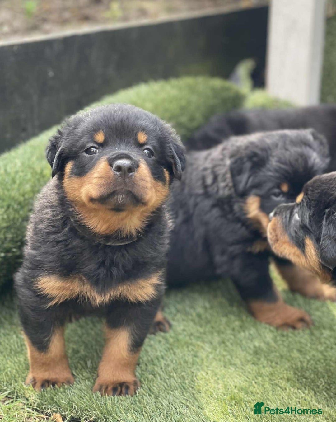 Rottweiler dogs for sale: KC Reg Rottweiler  - Image 5