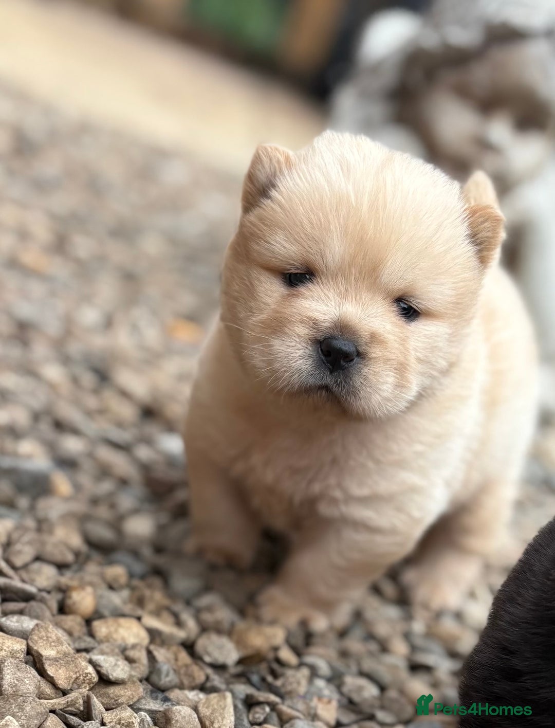 Chow Chow dogs for sale: KC REG CHOW CHOW PUPPIES - Image 14