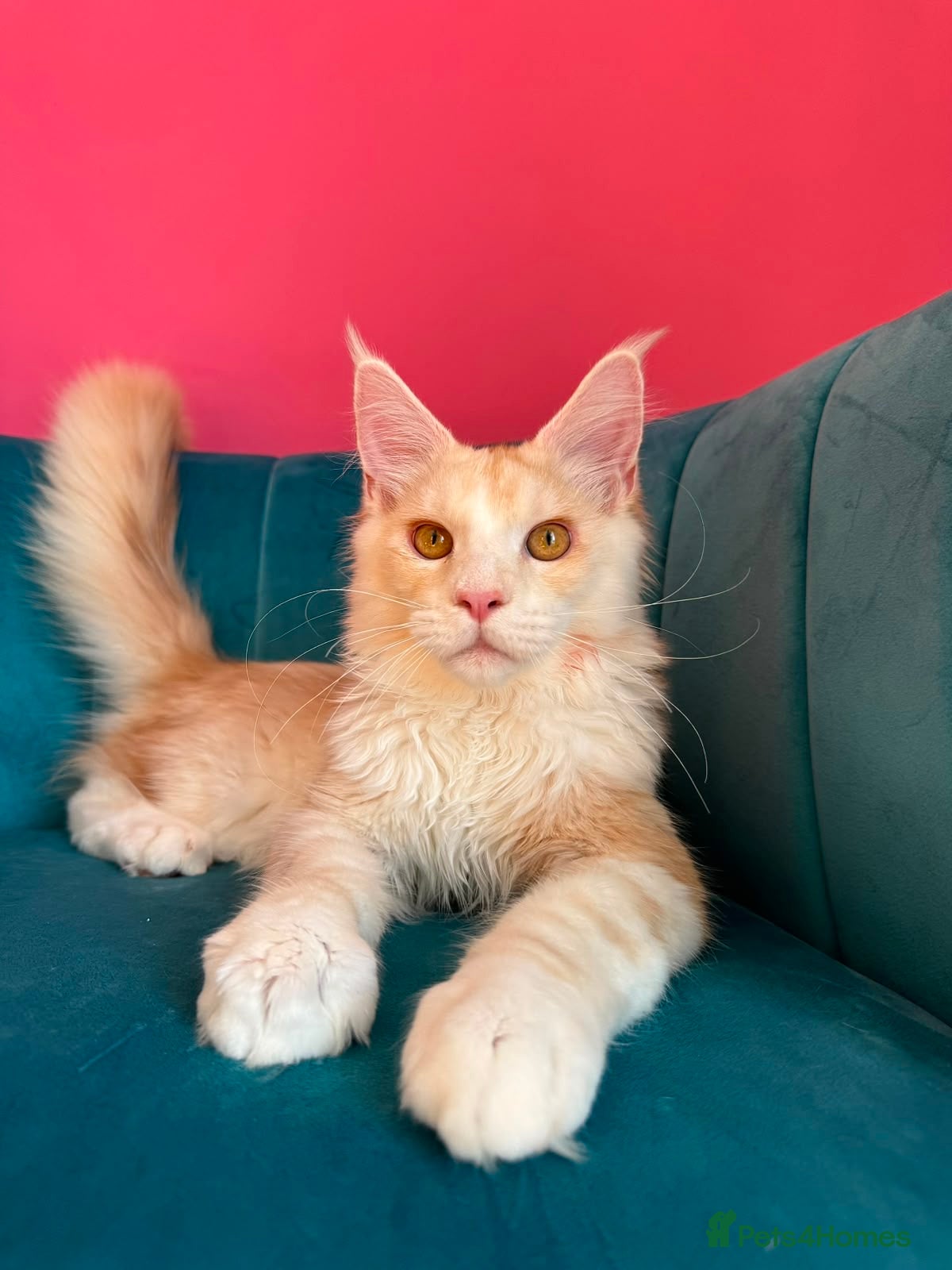 Maine Coon cats TICA Registered Red Shaded Maine Coon kitten - Advert 2