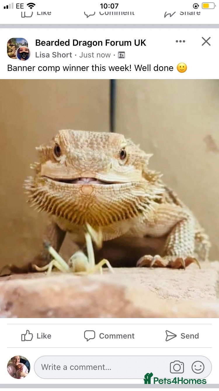 Bearded Dragon reptiles Bearded dragon and full enclosure for sale - Advert 2
