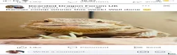 Bearded Dragon reptiles for sale: Bearded dragon and full enclosure for sale - Advert 1