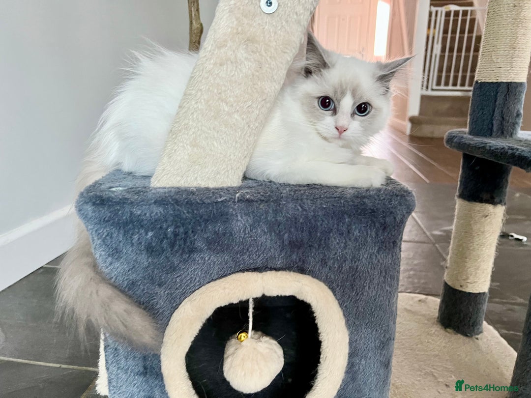 Ragdoll cats for sale: Last kitten left - absolutely beautiful and placid - Image 6