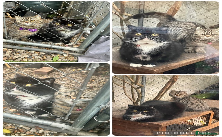 Persian cats - Advert 1