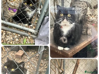 Persian cats - Advert 19