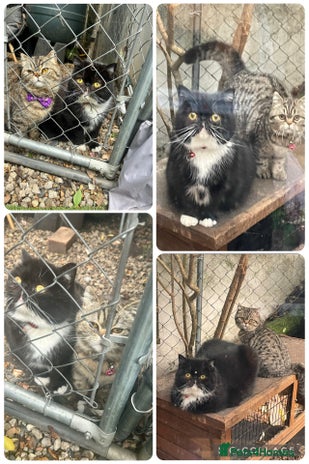 Persian cats - Advert 1