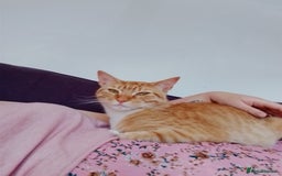 British Shorthair cats for sale: Female white and ginger boy cats  - Advert 5