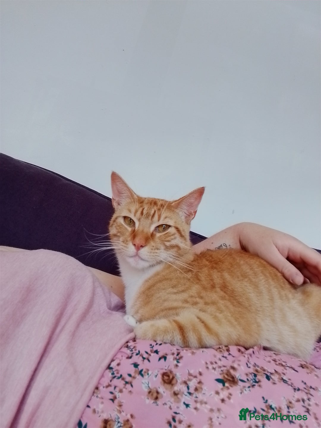 British Shorthair cats for sale: Female white and ginger boy cats  - Advert 5