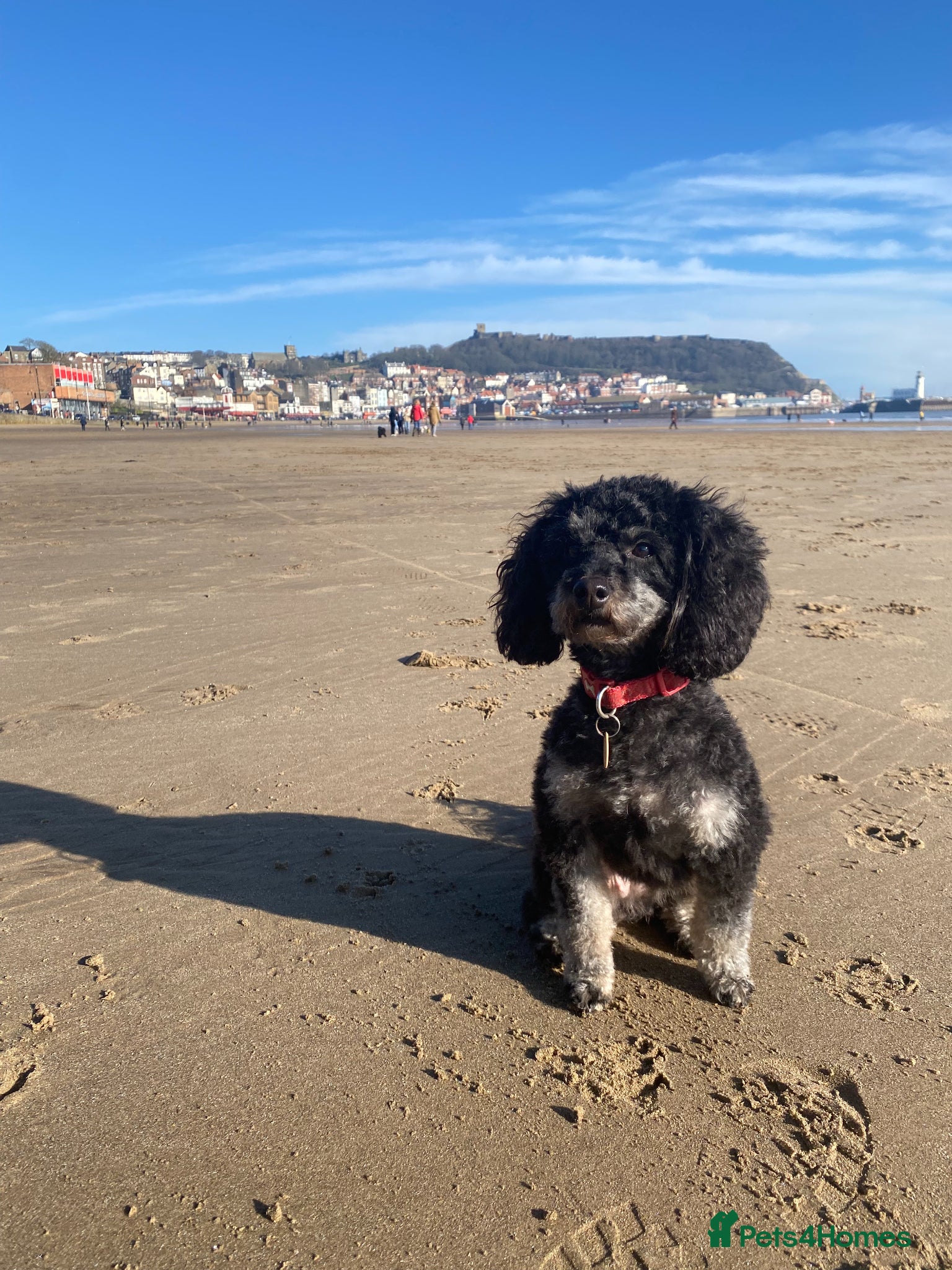 Cockapoo dogs Stunning Black & Brown Cockapoo Puppies! 🐾 - Advert 7