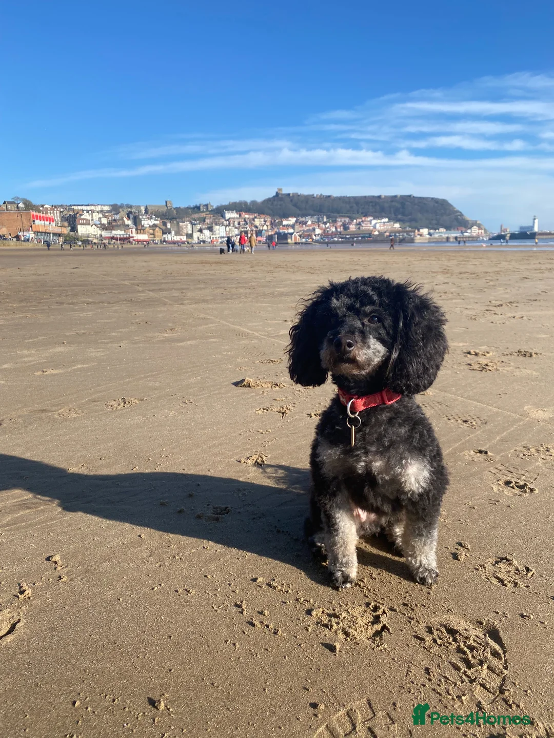 Cockapoo dogs for sale: Stunning Black & Brown Cockapoo Puppies! 🐾 in Leeds - Advert 1