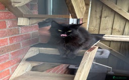 Maine Coon cats for sale: Female Pure mainecoon - Image 8