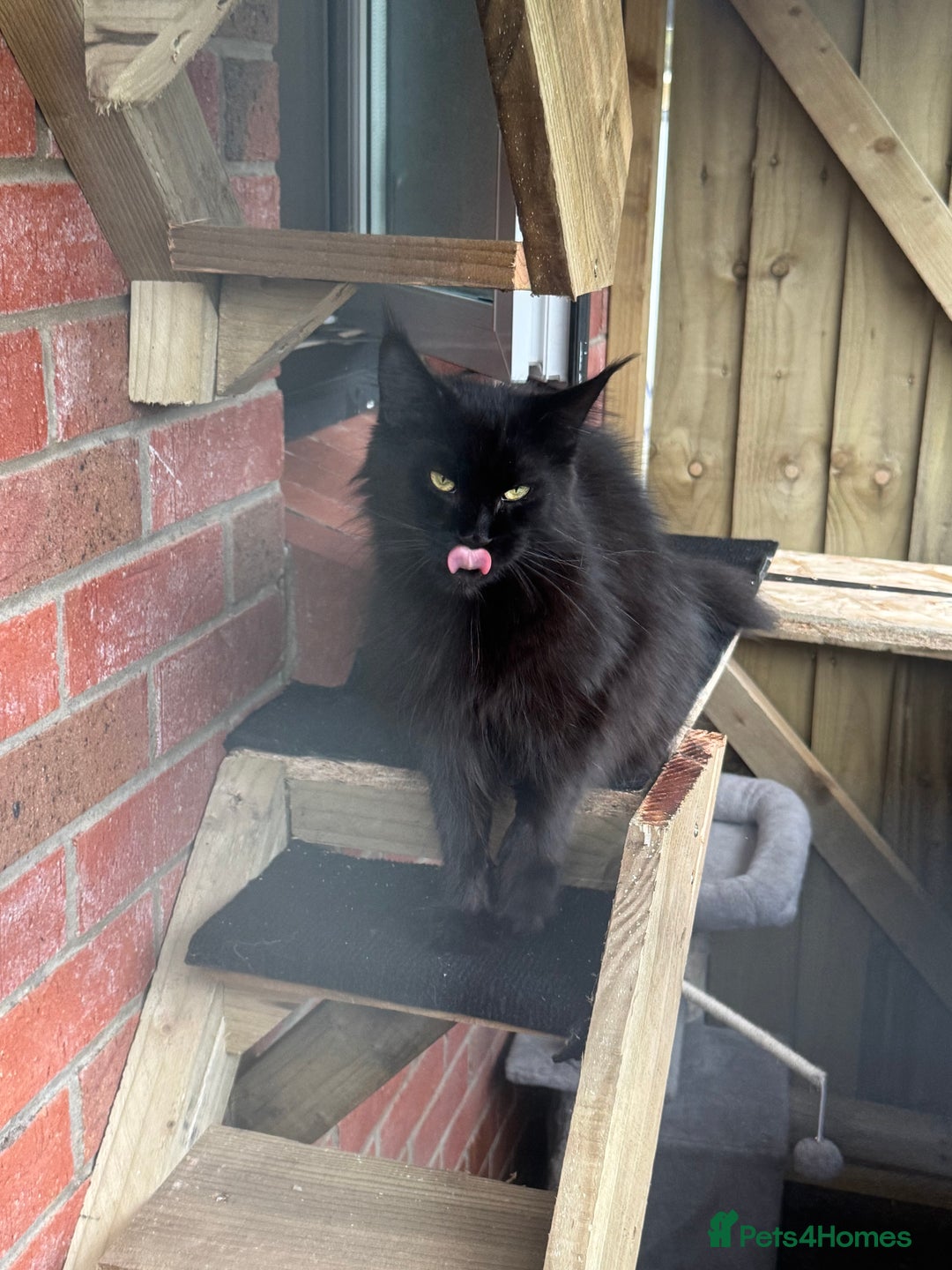Maine Coon cats for sale: Female Pure mainecoon - Image 8