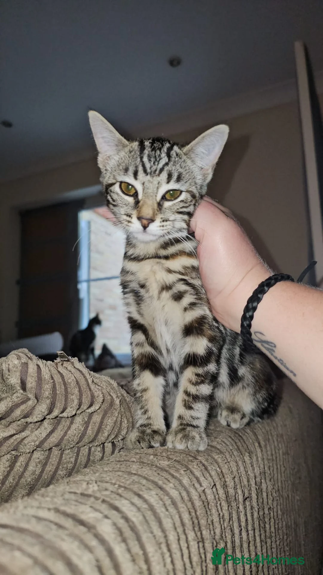 Domestic Shorthair cats for adoption: Rescue Kitten needs a 4ever Home meet Priscilla 💖 - Advert 1
