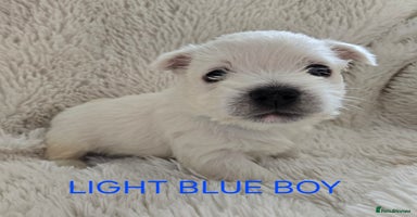 West Highland Terrier dogs - Advert 13