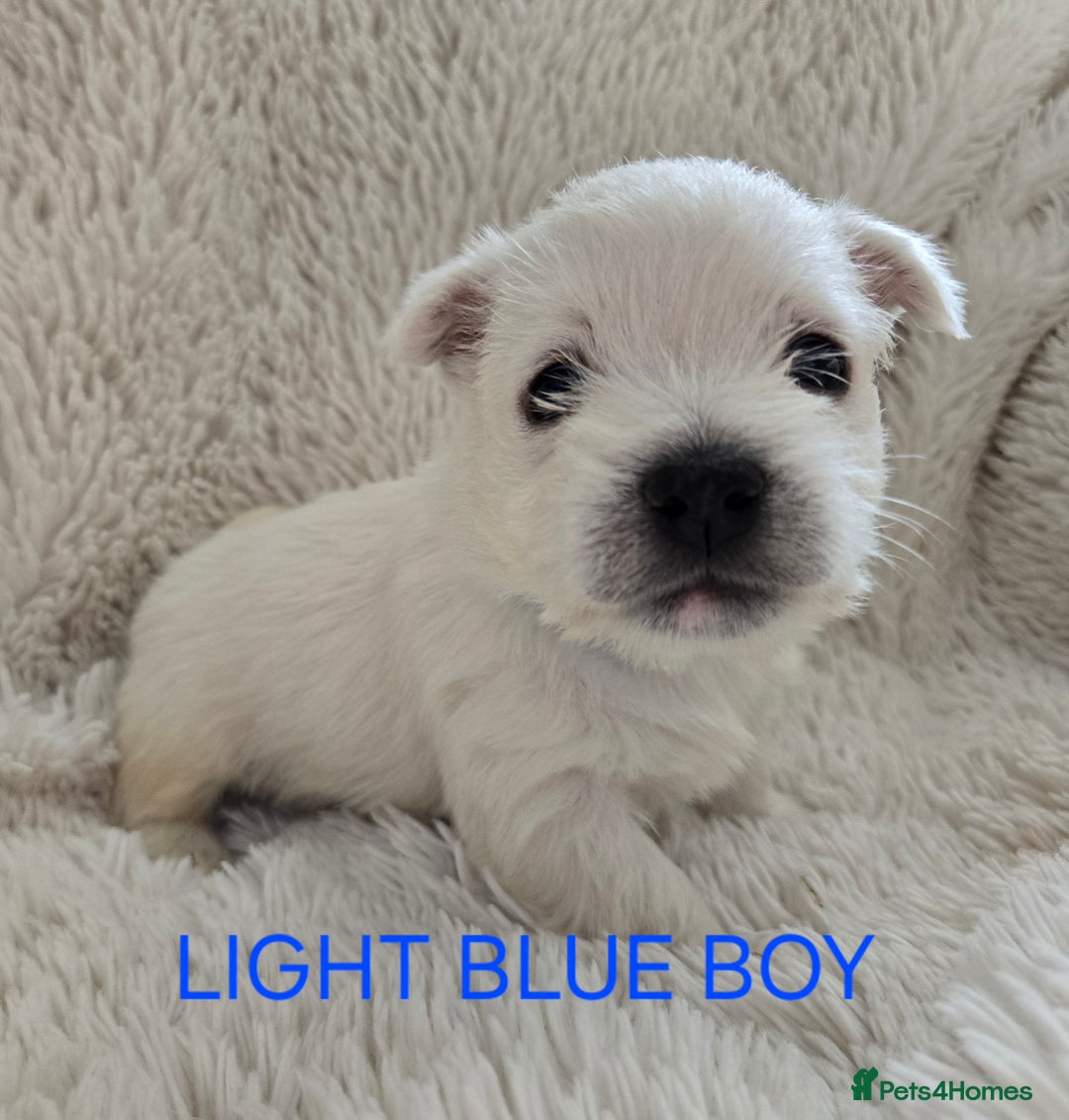 West Highland Terrier dogs for sale: STUNNING WEST HIGHLAND TERRIER PUPPIES  - Image 4