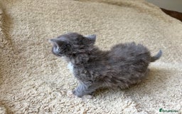 Exotic cats for sale: READY Silver Tabby cross exotic Fur Babies - Image 25